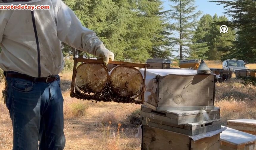 110 bin kovan, 540 ton bal: Elazığ’da geven balı hasadı başladı