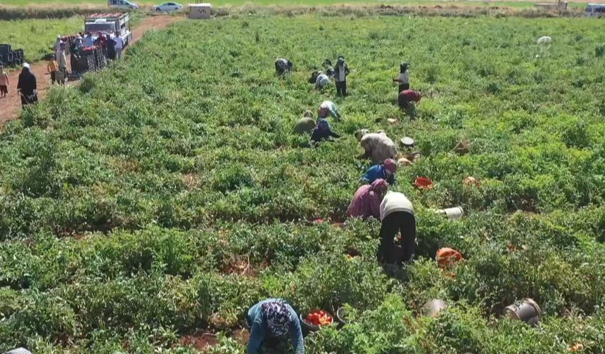 50 dönümden 600 dönüme çıktı, 300 kadına iş sağladı