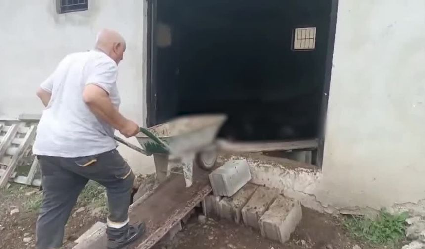 Ağıla giren ayı 143 koyunu telef etti