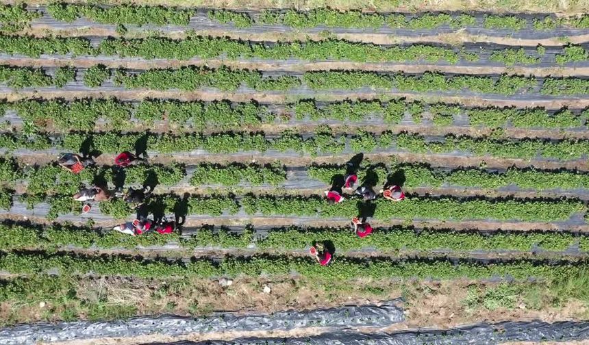 Ağrı’da 50 dönümlük çilek bahçesinden 100 ton ürün bekleniyor
