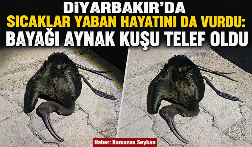 Diyarbakır'da Sıcaklar Yaban Hayatını da Vurdu: Bayağı Aynak Kuşu Telef Oldu