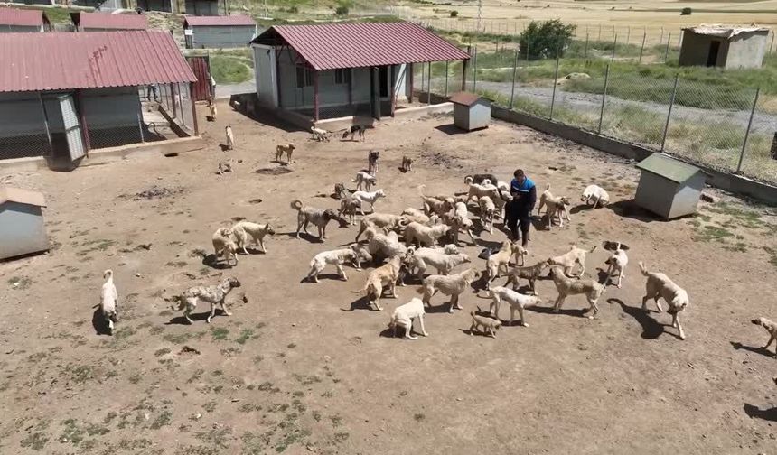 59 dönümlük alanda 1.984 köpek: 872’sinin işlemleri tamamlandı