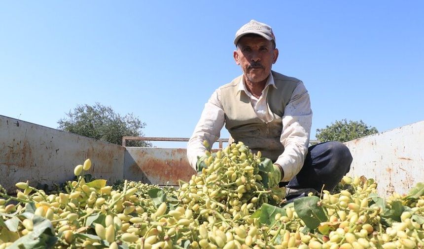 Boz Antep fıstığı hasadı başladı