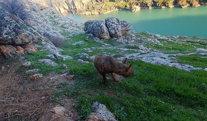 Yaban hayatının bozulmasına yol açacak davranışlardan kaçınılması uyarısı