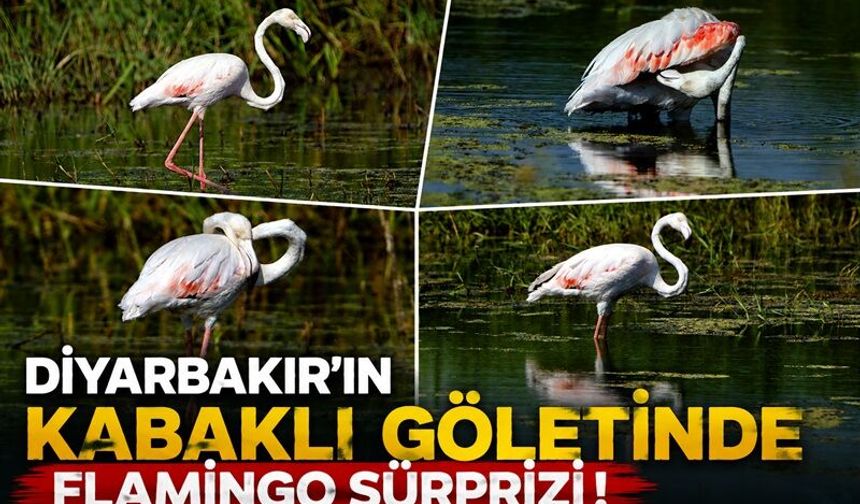 Diyarbakır’ın Kabaklı Göleti’nde Flamingo Sürprizi