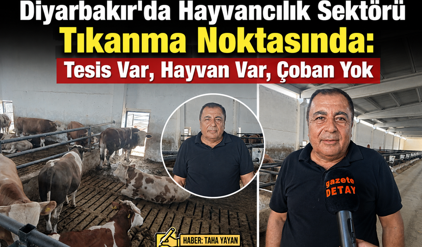 Diyarbakır'da Hayvancılık Sektörü Tıkanma Noktasında: Tesis Var, Hayvan Var, Çoban Yok