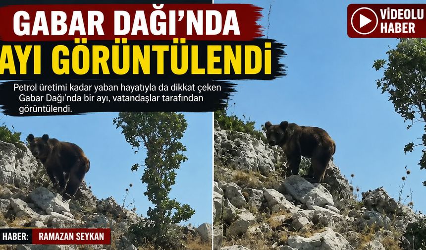 Gabar Dağı’nda Ayı Görüntülendi