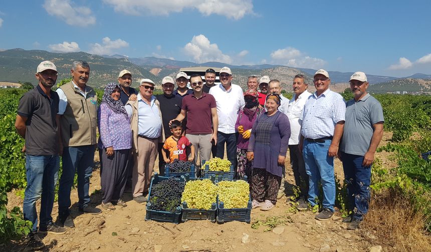Gaziantep’te üzüm hasadı 47 bin dekarda başladı