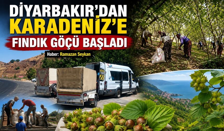 Diyarbakır'dan Karadeniz'e Fındık Göçü Başladı