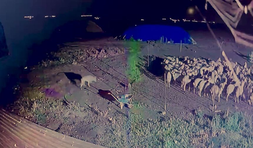 Kurt ağılın önüne kadar geldi, ancak amacına ulaşamadı