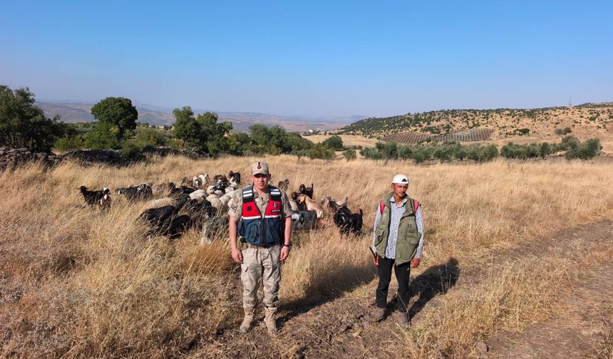 Kaybolan 50 küçükbaş hayvan jandarma tarafından bulundu