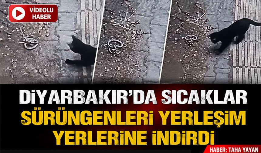 Diyarbakır'da Sıcaklar Sürüngenleri Yerleşim Yerlerine İndirdi