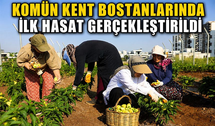 Komün Kent Bostanlarında ilk hasat gerçekleştirildi