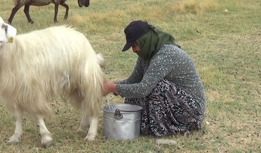3 aylık yayla mesaisi bitti: Besiciler köylerine dönüyor