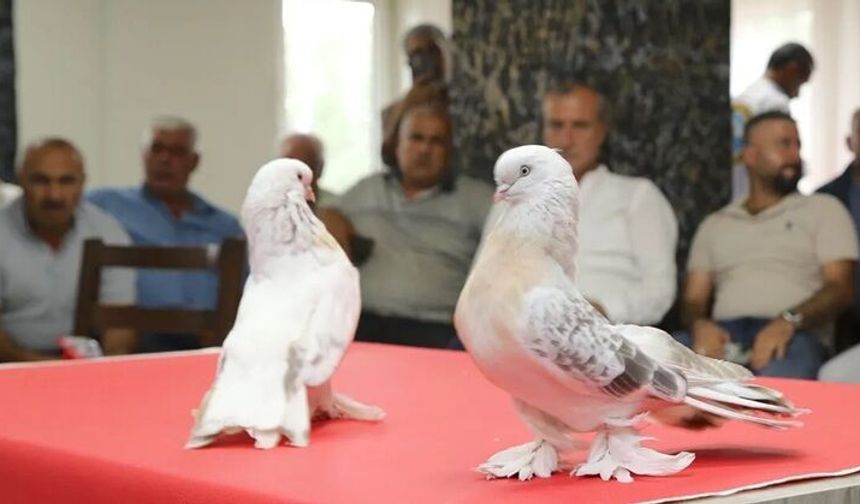 Erzurum’da 5 milyon lira değerindeki şebap güvercinleri görücüye çıktı