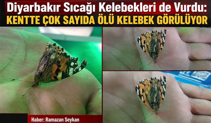 Diyarbakır Sıcağı Kelebekleri de Vurdu