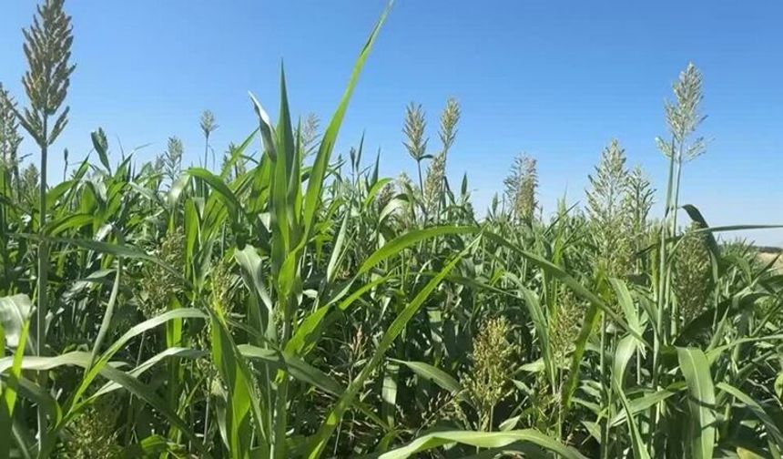 Sorgun otu Malatya'da hayvancılık için umut oldu