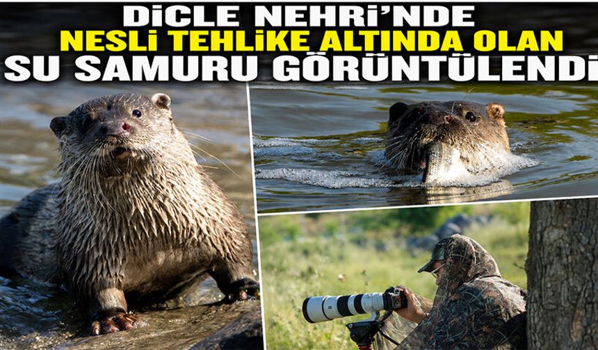 Dicle Nehri'nde nesli tehlike altında olan su samuru görüntülendi