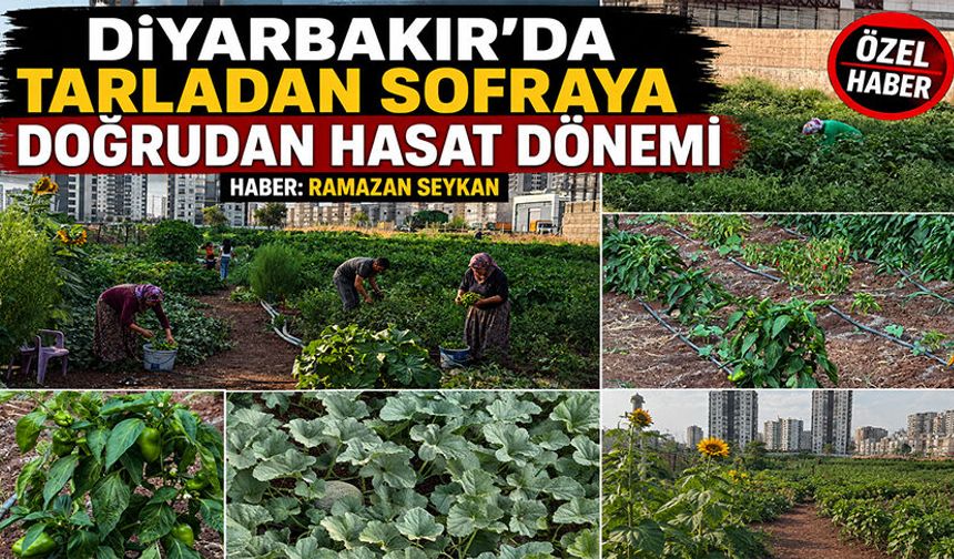Diyarbakır’da Tarladan Sofraya Doğrudan Hasat Dönemi