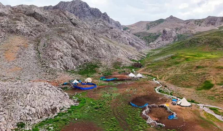 3 bin metre rakımda üretiyorlar: Bu peynirin lezzeti yayladan geliyor