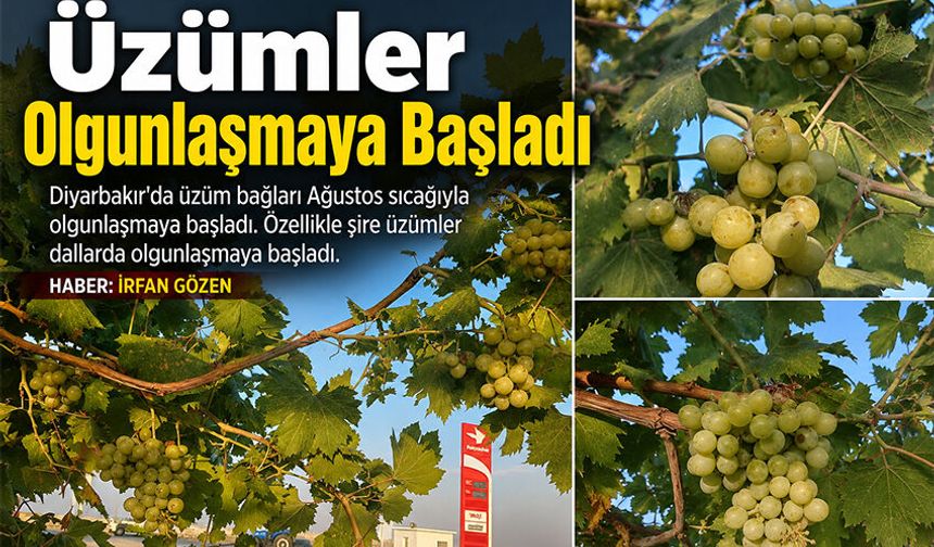 Üzümler Olgunlaşmaya Başladı