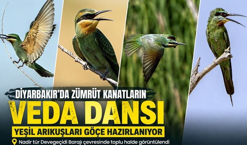 Diyarbakır’da zümrüt kanatların göç öncesi buluşması