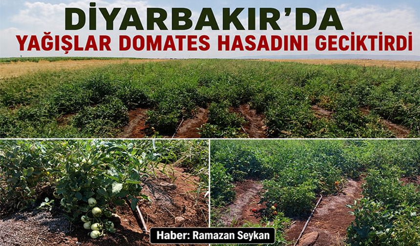 Diyarbakır’da yağışlar domates hasadını geciktirdi