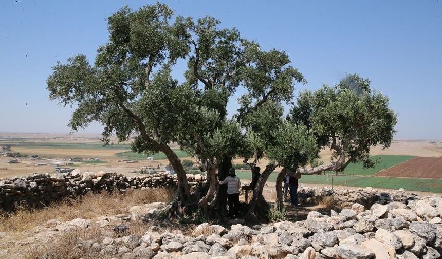13 asırlık zeytin ağacı meyve vermeyi sürdürüyor