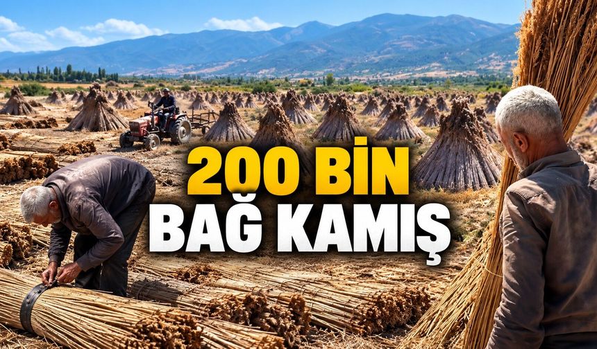 200 bin bağ kamış Avrupa yolunda: 300-400 kişiye iş kapısı