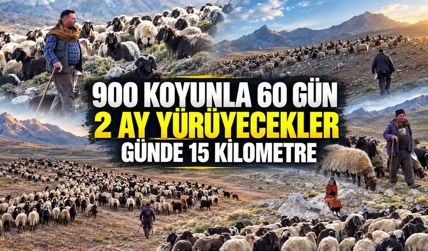 900 koyunla yola çıktılar: Batman'a ulaşmaları 60 gün sürecek