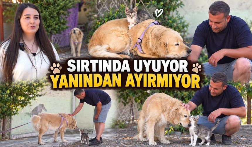 Annesinin terk ettiği yavru kediye 7 yaşındaki Kuki annelik yapıyor