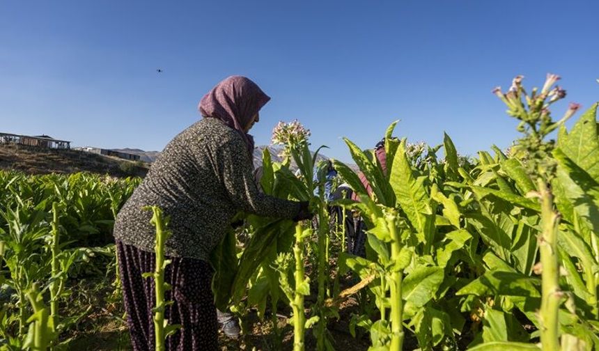 Çelikhan tütününde hasat mesaisi başladı: 9 bin ton rekolte bekleniyor