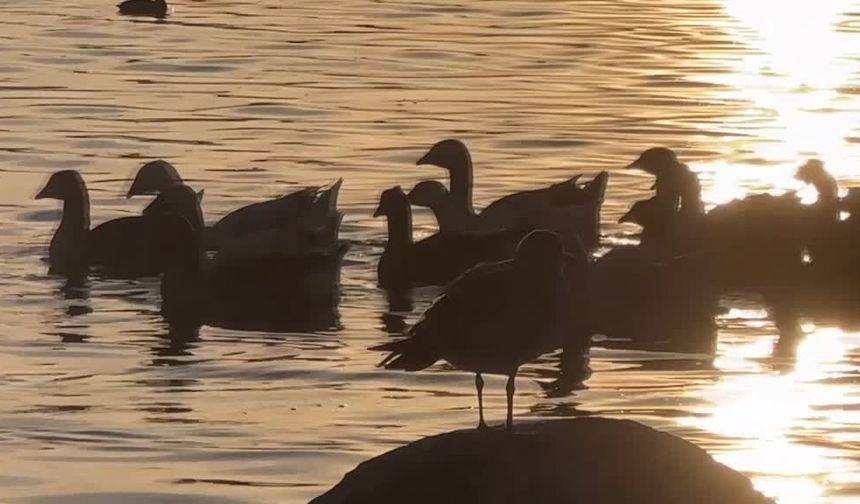 Çıldır Gölü'nde kızıl gün batımı ve kaz sürüleri görüntülendi