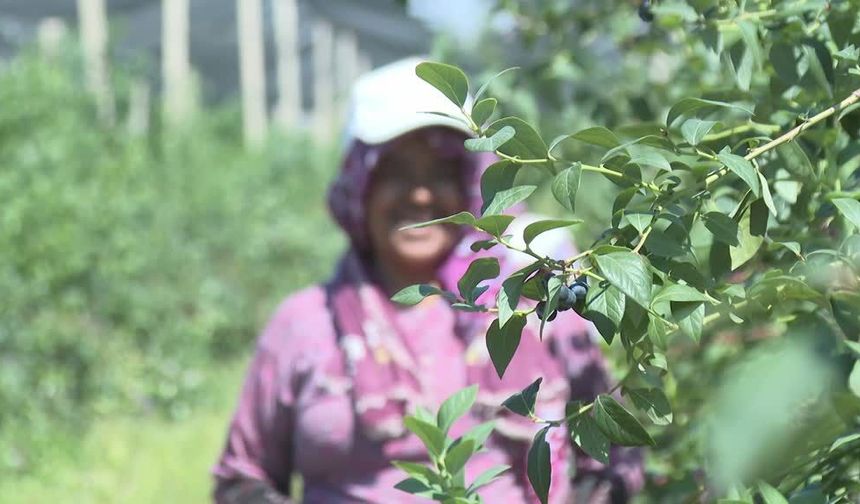 30 dönümden 200 dönüme çıktı, 140 ton üretiyor