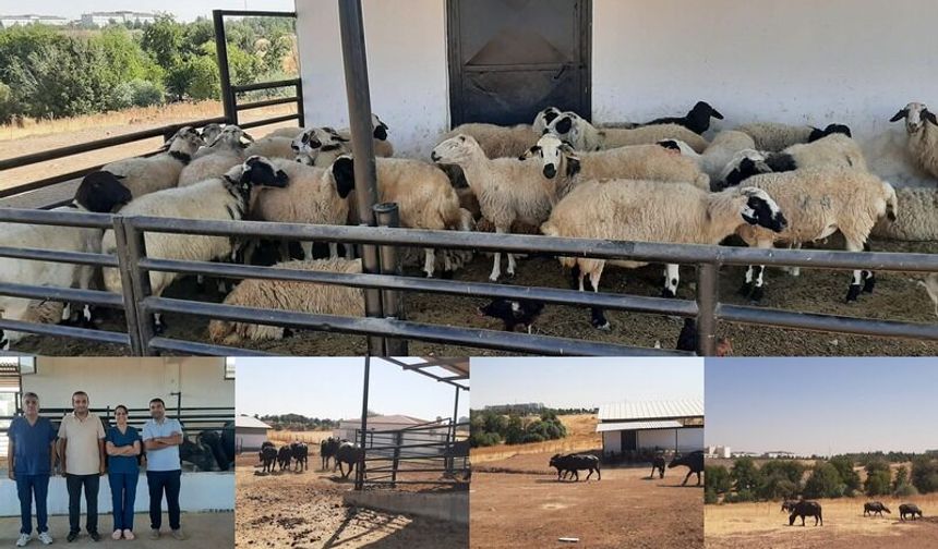 Dicle Üniversitesi’nden Hayvancılığa Genetik Destek
