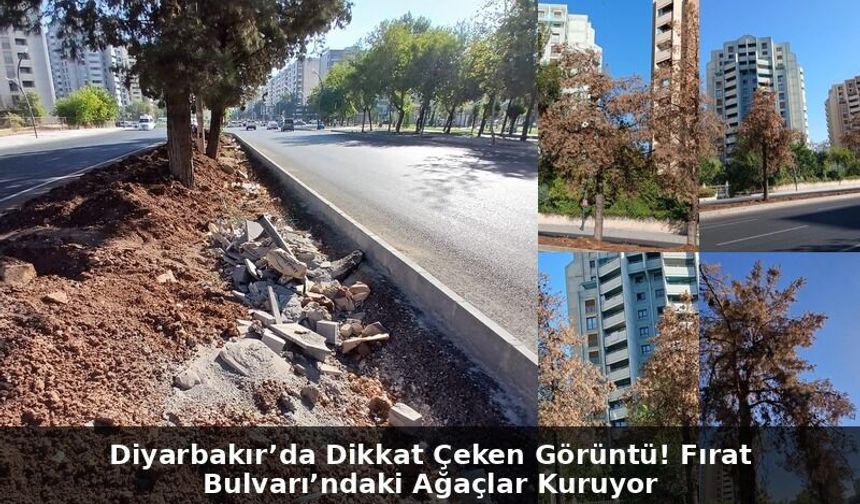 Diyarbakır’da Dikkat Çeken Görüntü! Fırat Bulvarı’ndaki Ağaçlar Kuruyor