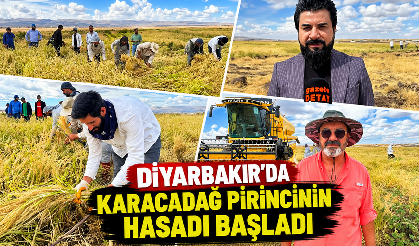 Diyarbakır'da Karacadağ’ Pirincinin Hasadı Başladı