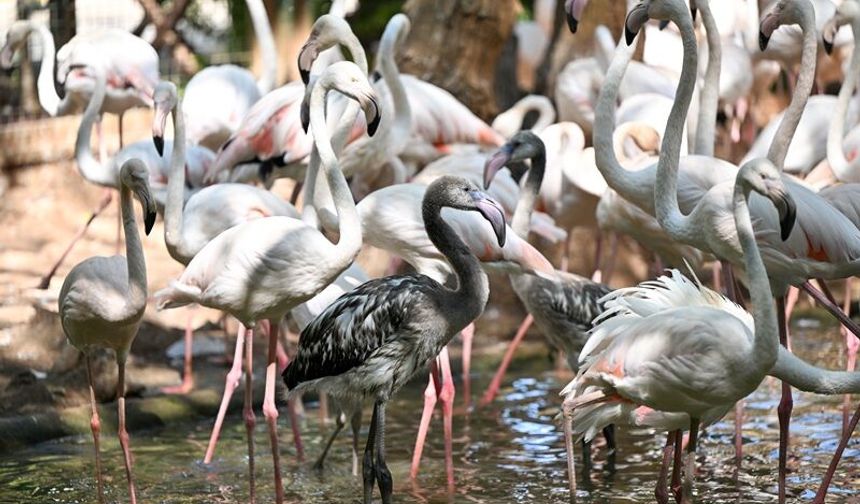 Gaziantep’te Flamingo Nüfusu 52’ye Yükseldi