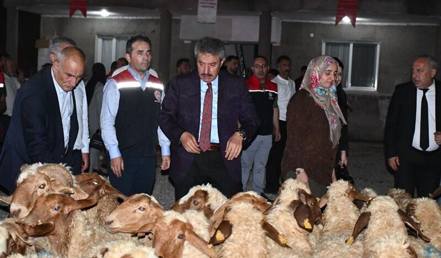 Cizre’de kadın yetiştiriciye 100 koyun desteği