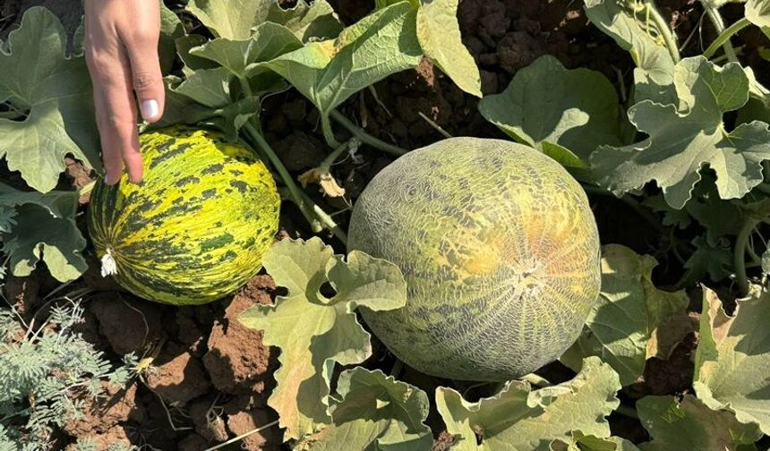 Kavun ve Karpuz Tarlalarda Saha Kontrolünden Geçti