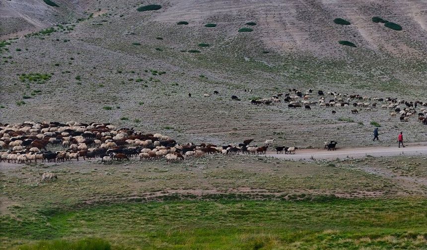 Konargöçer ailelerin ömrü sürülerinin peşinde geçiyor