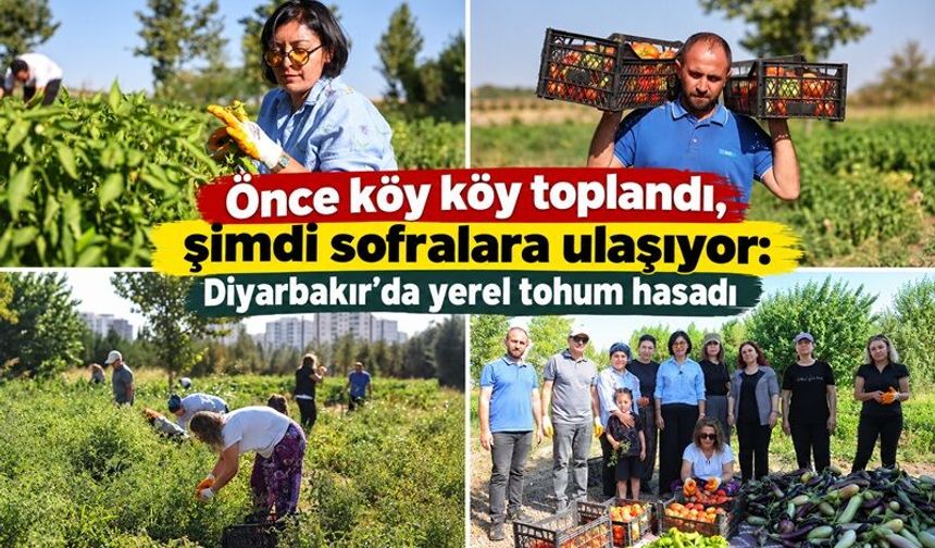 Önce köy köy toplandı, şimdi sofralara ulaşıyor: Diyarbakır’da yerel tohum hasadı