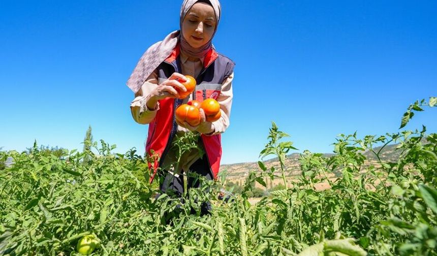 Lice'nin Asırlık Lezzeti Yeniden Tarlalarda! Ata Tohumuyla Yetiştiriliyor