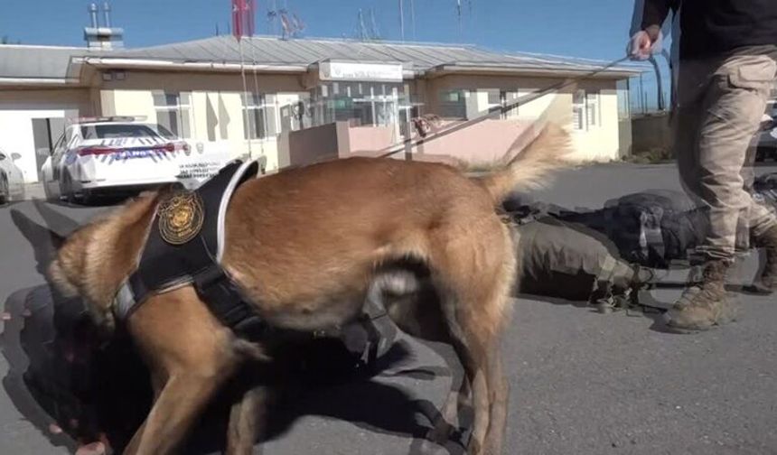 Narkotik köpeği Zeus, gizlenen uyuşturucuları tek tek buluyor
