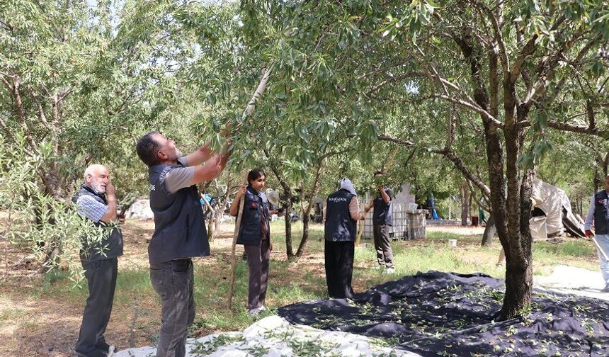 Badem bahçesi gönüllü gençleri buluşturuyor