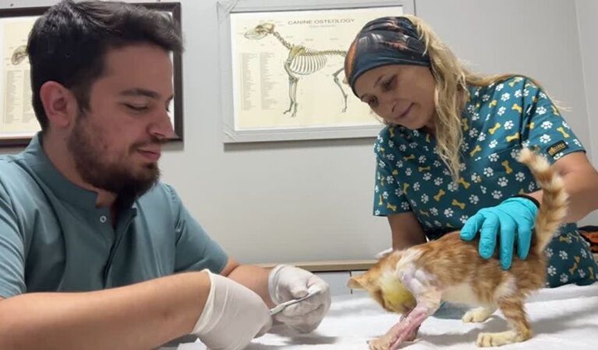 Omurga kırığı nedeniyle yürüyemeyen sahipsiz kedi ameliyatla yeniden hayata tutundu