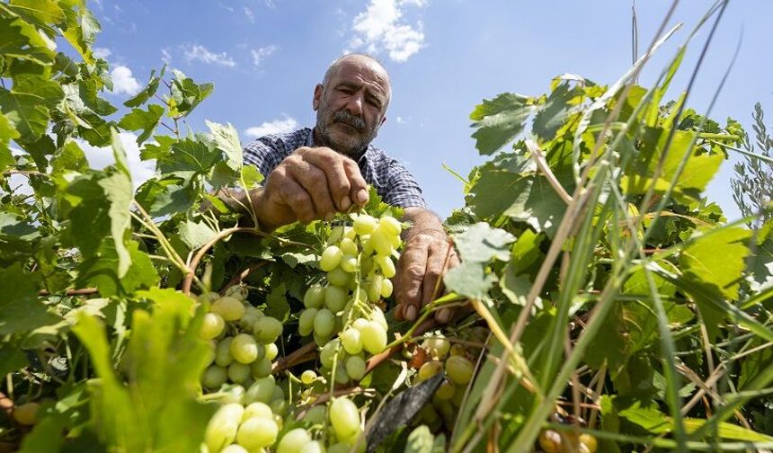 "Peygamber üzümü" hasadı başladı