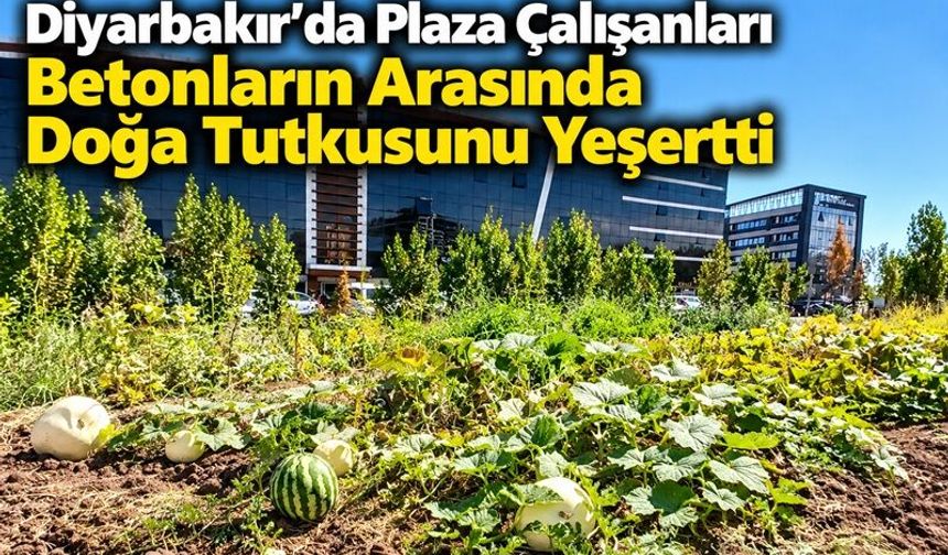 Diyarbakır'da Plaza Çalışanları Betonların Arasında Doğa Tutkusunu Yeşertti