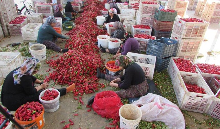 Biber tarladan sofraya uzanan yolculuğuna devam ediyor
