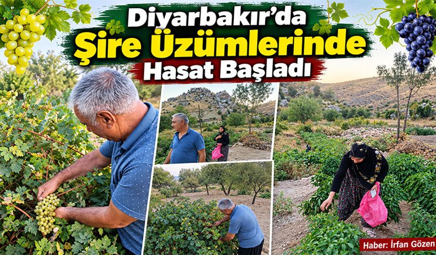 Diyarbakır’da Şire Üzümlerinde Hasat Başladı